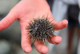 Sea Urchin - Cable Bay