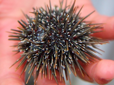 Sea Urchin Spotlight